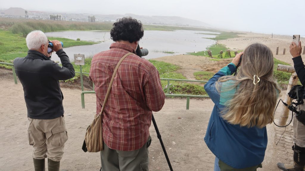 FINAL-thomas-schulenberg-birds-of-peru-aves-del-peru-ornitologia-humedal-pantanos-de-villa
