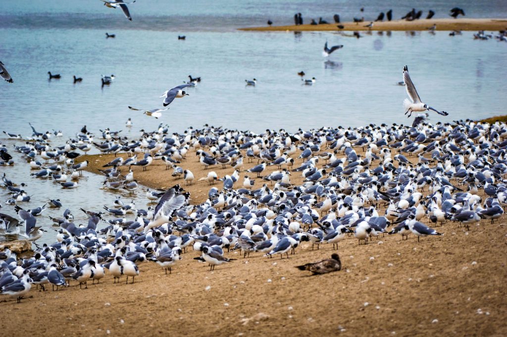Gaviotas de Franklin 2